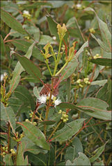 Eucalyptus kitsoniana