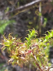 Cullumia setosa