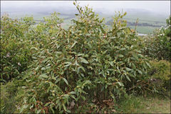 Eucalyptus kitsoniana