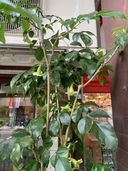 Radermachera hainanensis