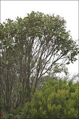 Eucalyptus kitsoniana
