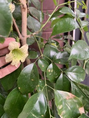 Radermachera hainanensis