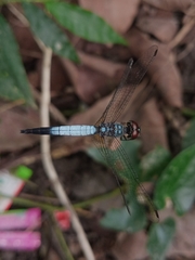 Brachydiplax farinosa