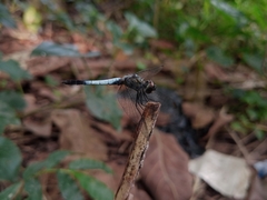 Brachydiplax farinosa