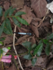 Brachydiplax farinosa