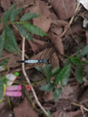 Brachydiplax farinosa