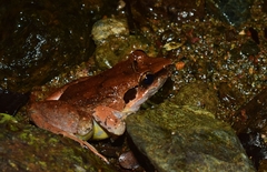 Limnonectes paramacrodon