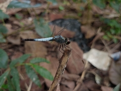 Brachydiplax farinosa