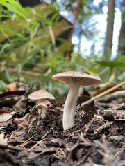 Agaricales