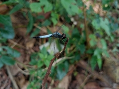 Brachydiplax farinosa