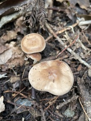 Agaricales