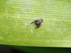 Opisthoncus sexmaculatus