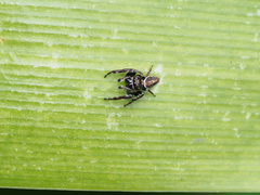 Opisthoncus sexmaculatus