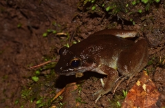 Limnonectes paramacrodon