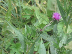 Cirsium canum