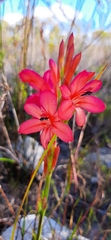 Watsonia coccinea