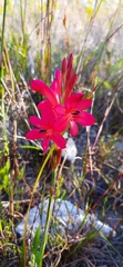 Watsonia coccinea
