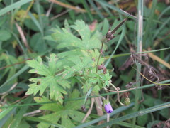 Geranium collinum