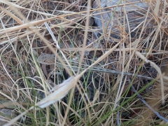 Diporiphora