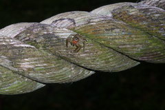 Colyttus