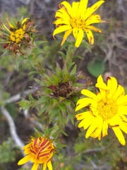 Oedera capensis
