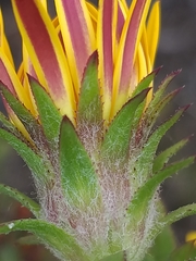 Oedera capensis
