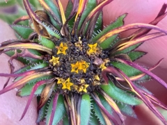Oedera capensis