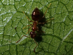 Prolasius advena