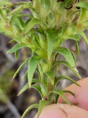 Oedera capensis