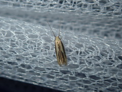 Opogona stenocraspeda