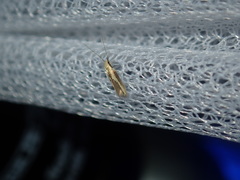 Opogona stenocraspeda