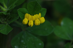 Lotus ornithopodioides