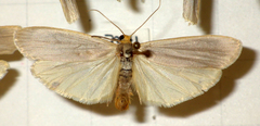Eilema caniola