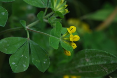 Lotus ornithopodioides