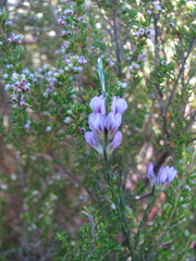 Amphithalea oppositifolia