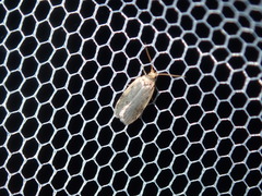 Hoplostega ochroma