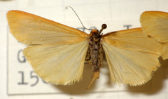 Eilema cereola