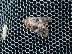 Condica macrosema