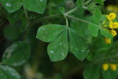 Lotus ornithopodioides