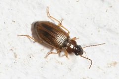 Trichocellus