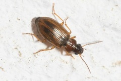 Trichocellus