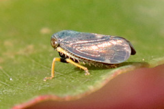 Neotartessus flavipes