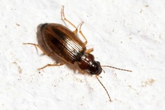 Trichocellus