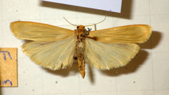 Eilema palliatella