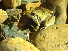 Ptychadena anchietae