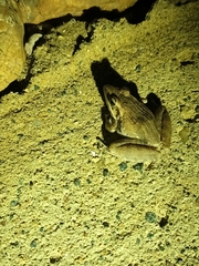 Ptychadena anchietae
