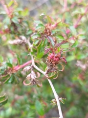 Cliffortia ferruginea