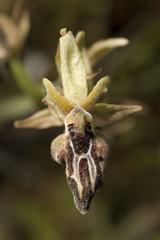 Ophrys cretica