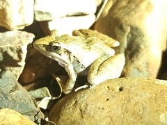 Ptychadena anchietae