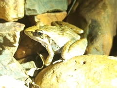 Ptychadena anchietae